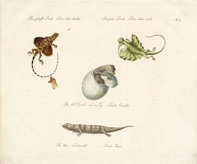 Verschiedene Eidechsenarten von Karl Joseph Brodtmann