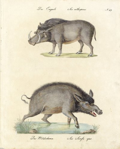 Warzenschwein und Wildschwein (Druck) von Karl Joseph Brodtmann