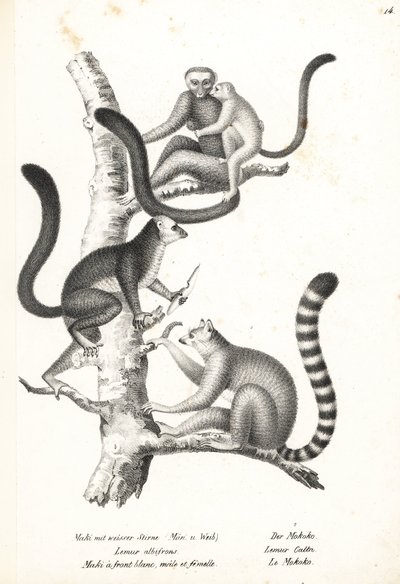 Weißkopflemur und Katta von Karl Joseph Brodtmann