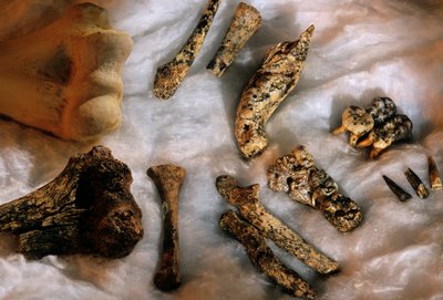 Hominidenknochen mit modernem menschlichem Humerus (oben links) zum Größenvergleich, Drimolean von Kenneth Garrett