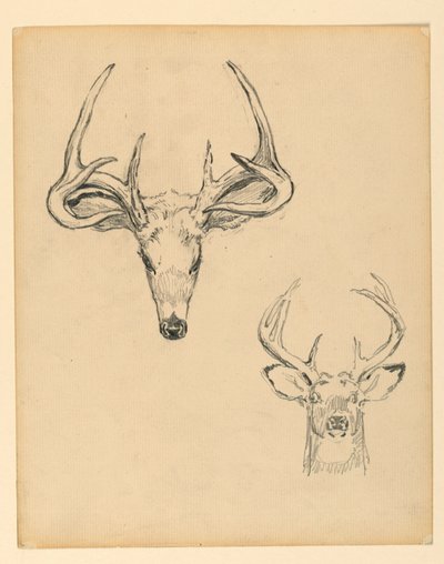 Studie eines Hirschkopfes von Kenyon Cox
