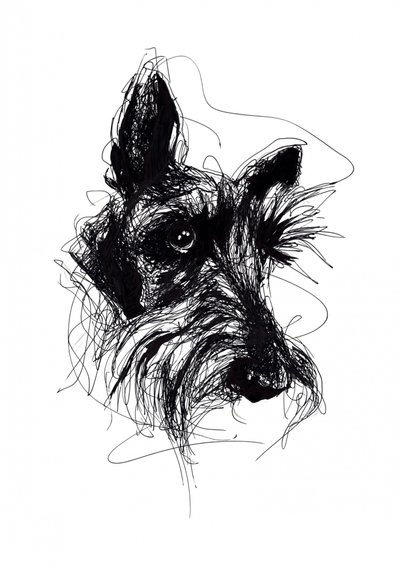 Ausdrucksstarke Skizze eines Scottish Terriers von Kiarra B
