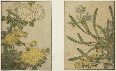 Chrysantheme und Narzisse, aus dem illustrierten Buch "Bilderbuch: Blumen der vier Jahreszeiten (Ehon shiki no hana)," Bd. 2 von Kitagawa Utamaro