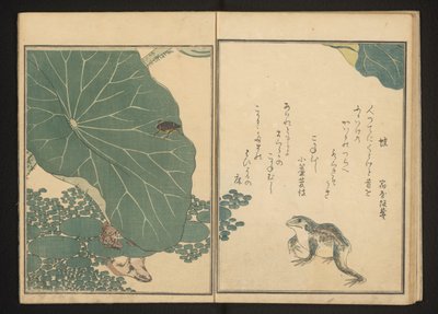 Frösche und Goldkäfer in der Nähe von Lotus von Kitagawa Utamaro