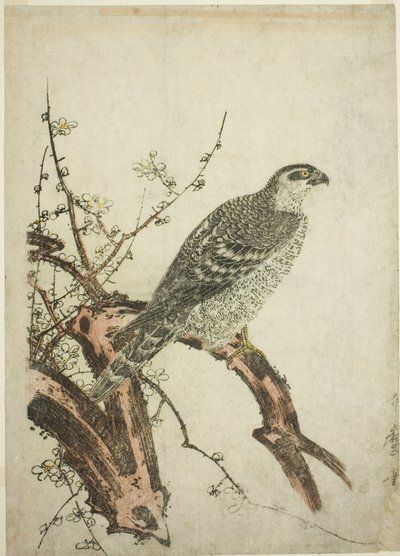 Falke auf einem Pflaumenzweig von Kitagawa Utamaro