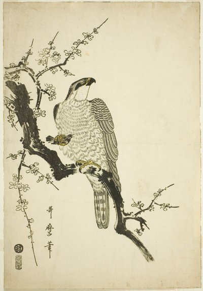 Falke auf einem Pflaumenzweig von Kitagawa Utamaro