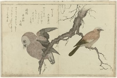 Eichelhäher und Eule von Kitagawa Utamaro