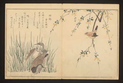 Stockente und Eisvogel von Kitagawa Utamaro