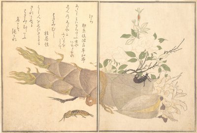 Maulwurfsgrille, Ohrwurm von Kitagawa Utamaro