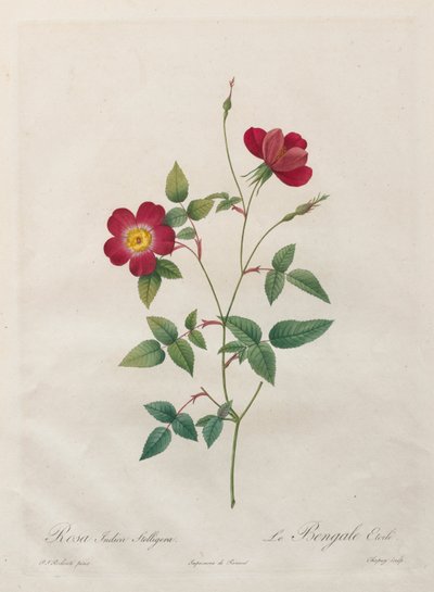Rosa Indica Stelligera von Kitagawa Utamaro