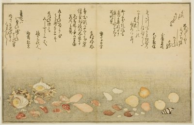 Shiro-gai, namima-gashiwa, makura-gai, iro-gai, aza-gai, sadae-gai, aus dem illustrierten Buch "Geschenke von der Ebbe (Shiohi no tsuto)" von Kitagawa Utamaro
