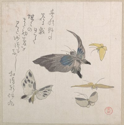 Schmetterlinge von Kubo Shunman