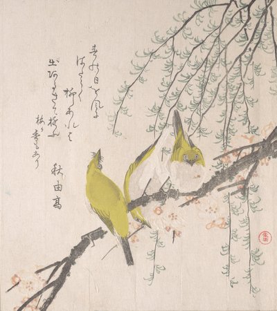 Japanische Weißaugen mit Pflaumenbaum und Weide..., ca. 1810 von Kubo Shunman