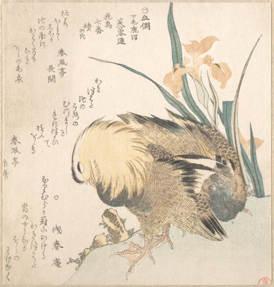 Paar Mandarinenten und Schwertlilien von Kubo Shunman