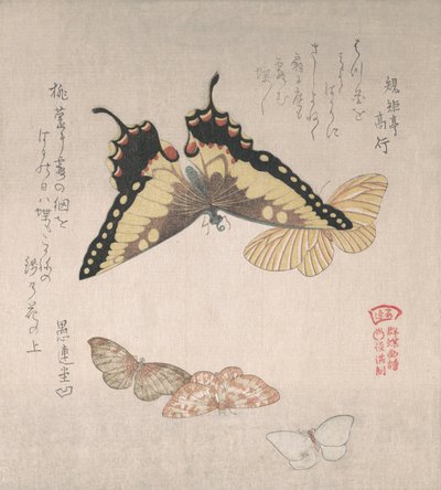 Verschiedene Motten und Schmetterlinge von Kubo Shunman