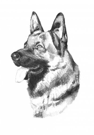 Hundetierkunst Zeichnung Skizze 19 von Kulik