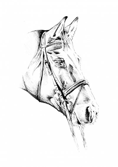 Elegantes gezäumtes Pferd von Kulik