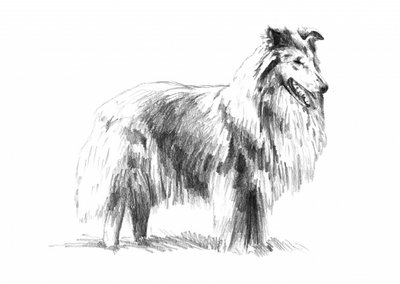 Elegante Rough Collie Zeichnung von Kulik