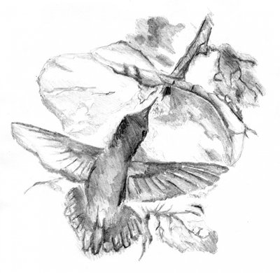 Anmutiger Kolibri Flug von Kulik