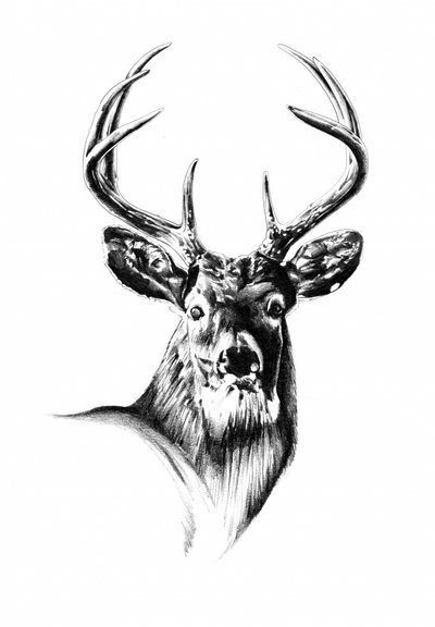 Majestätisches Hirschporträt von Kulik