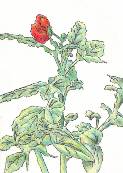 Rote Blütenknospe von Kulik