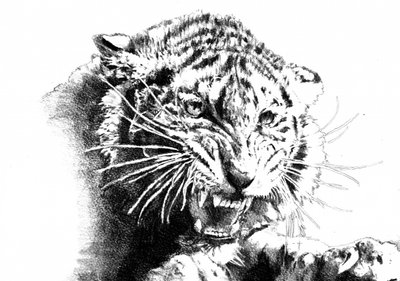 Brüllender Tiger von Kulik