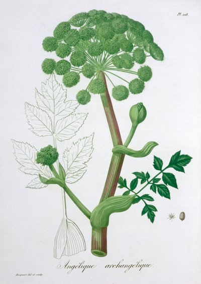 Angelica Archangelica Garten-Engelwurz, 1821 von LFJ Hoquart