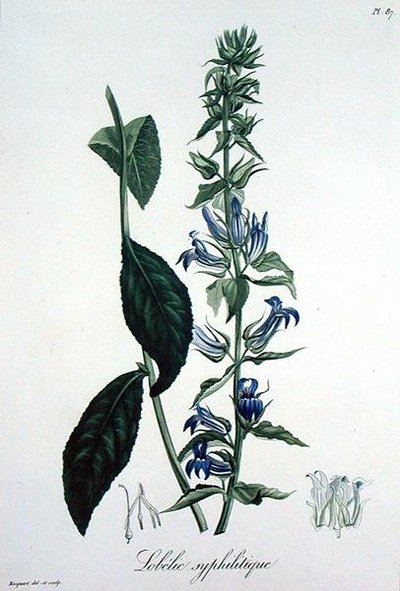 Lobelia Siphilitica aus 