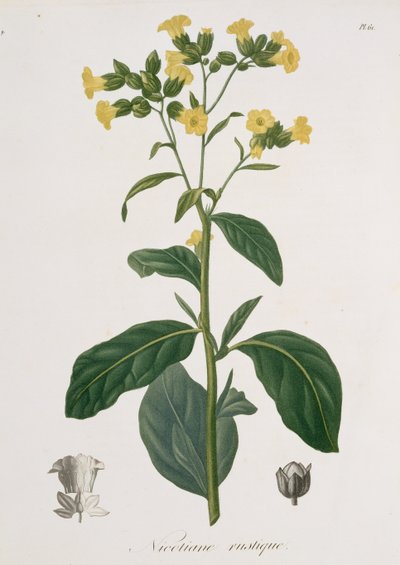 Nicotiana aus 