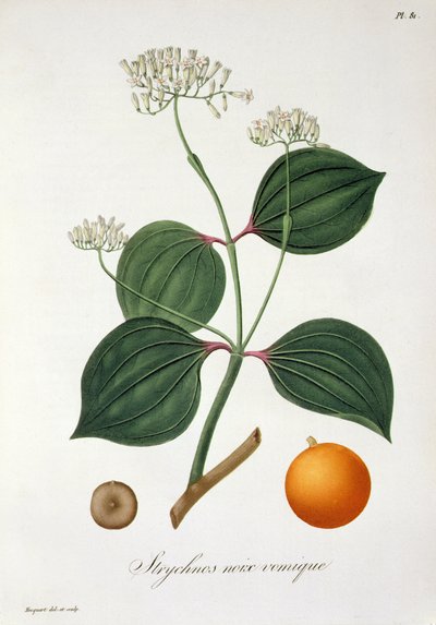 Strychnos nux vomica aus 
