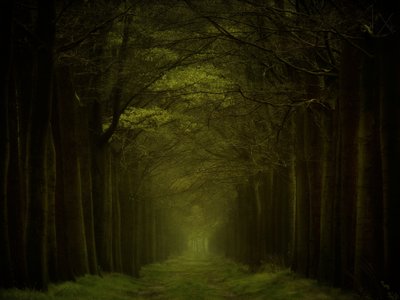 Dunkler Waldweg von Lars van de Goor †