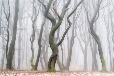 Unheimlicher Winterwald von Lars van de Goor †