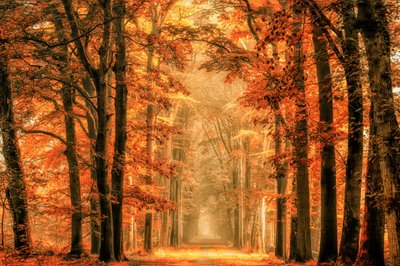 Goldener Herbstwaldweg von Lars van de Goor †