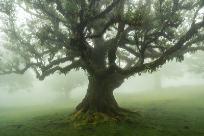 Geschichten des Waldes von Lee Cooper