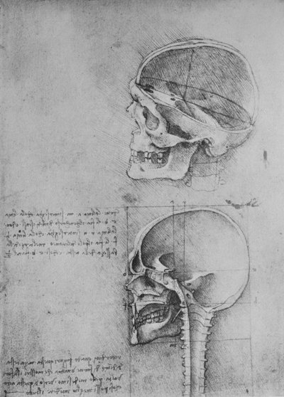 Anatomische Zeichnungen von zwei Schädeln im Profil nach links, um 1480 von Leonardo da Vinci