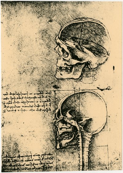 Anatomische Skizze, zwei Studien eines menschlichen Schädels von Leonardo da Vinci