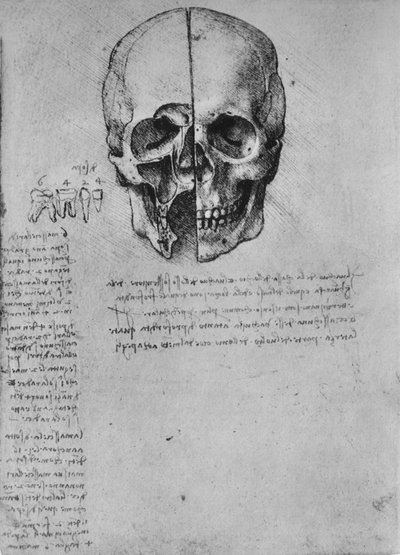 Zeichnung von zwei Hälften eines Schädels, ca. 1480 1945 von Leonardo da Vinci