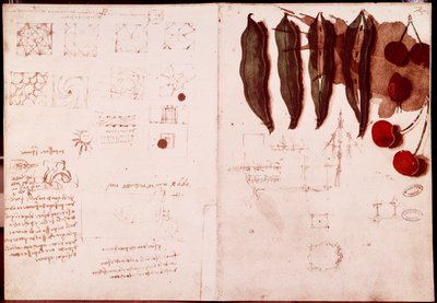 Notizen und Skizzen zur Botanik und Geometrie von Leonardo da Vinci
