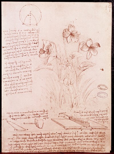 Notizen und Skizzen zur Botanik und Geometrie: Narzisse. Zeichnung auf Doppelseite eines Manuskripts von Leonardo da Vinci von Leonardo da Vinci
