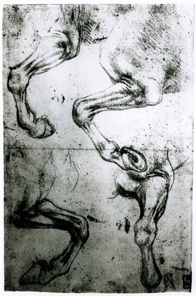 Studien von Pferdebeinen von Leonardo da Vinci
