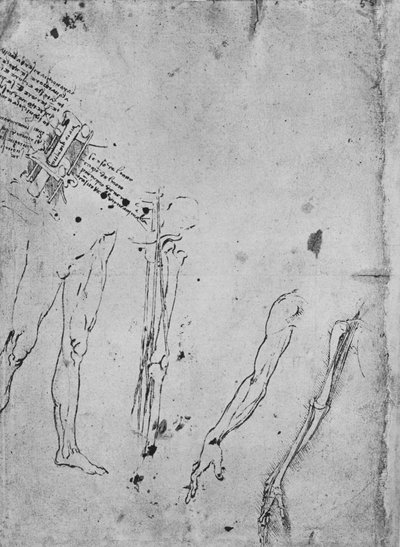 Studien von Beinen, von den Knochen und Sehnen eines Beins, eines Arms und von den Knochen und Sehnen eines Arms von Leonardo da Vinci
