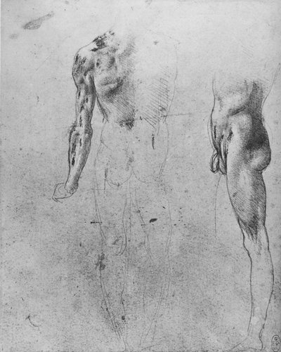 Studien eines nackten Mannes von hinten und von der Seite, um 1480 von Leonardo da Vinci