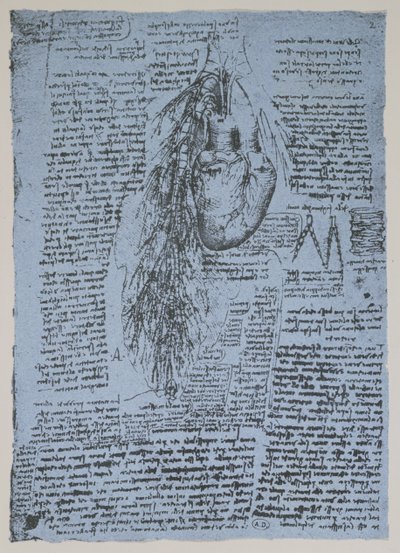 Das Herz und die Bronchialarterien, Faksimile des Windsor-Buchs von Leonardo da Vinci