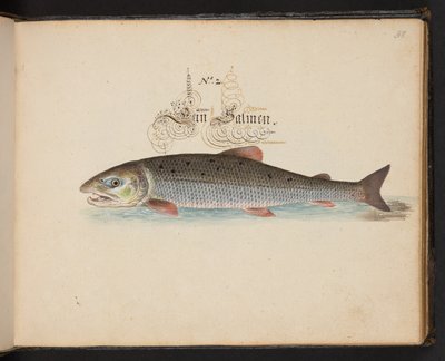 "Eine genaue natürliche Beschreibung und Darstellung der Wasservögel, Fische, Vierfüßler, Insekten und Würmer, die in den Gewässern von Straßburg vorkommen, die ich selbst geschossen und gehandhabt habe. Leonard Baldner, Fischer und Bürger in Straßburg" von Leonhard Baldner