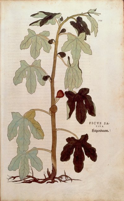 Gemeine Feige - Ficus carica (Ficus sativa) von Leonhart Fuchs aus De historia stirpium commentarii insignes (Bemerkenswerte Kommentare zur Geschichte der Pflanzen), kolorierte Gravur von Leonhard Fuchs