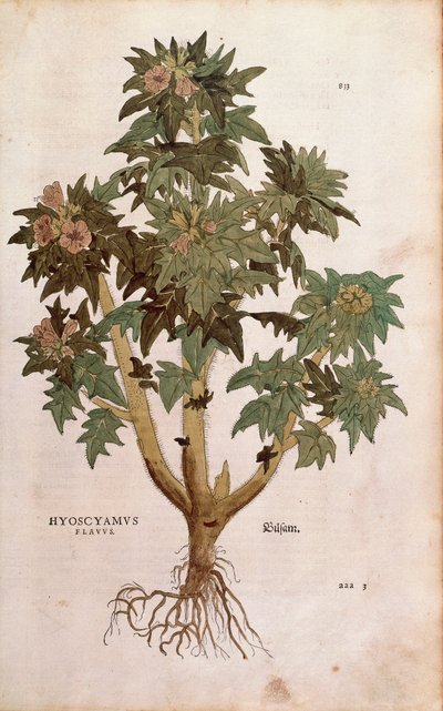 Bilsenkraut von Leonhart Fuchs aus De historia stirpium commentarii insignes, kolorierte Gravur von Leonhard Fuchs