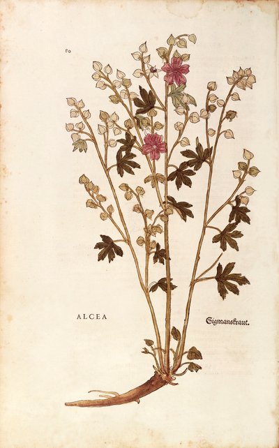 Eibisch - Althaea von Leonhart Fuchs aus De historia stirpium commentarii insignes (Bemerkenswerte Kommentare zur Geschichte der Pflanzen), kolorierte Gravur von Leonhard Fuchs
