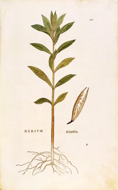 Oleander (Nerium oleander) von Leonhart Fuchs aus De historia stirpium commentarii insignes (Bemerkenswerte Kommentare zur Geschichte der Pflanzen), kolorierte Gravur von Leonhard Fuchs
