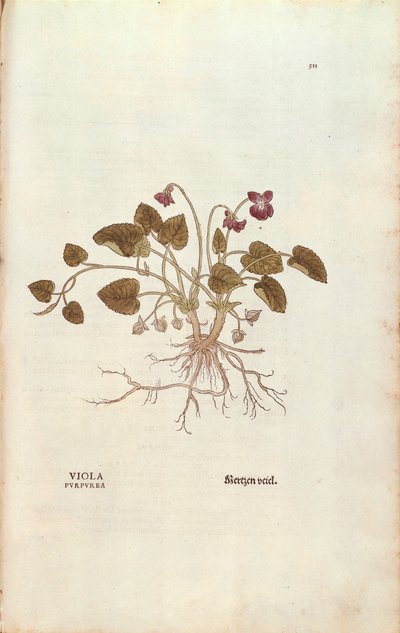 Veilchen von Leonhart Fuchs aus De historia stirpium commentarii insignes, kolorierte Gravur von Leonhard Fuchs