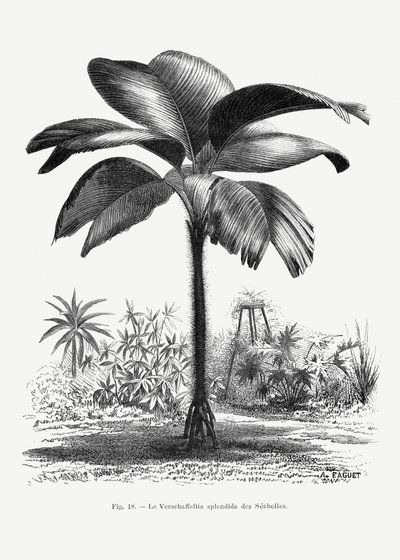 Vintage Palmenzeichnung Iii von Les Palmiers Histoire Iconographique